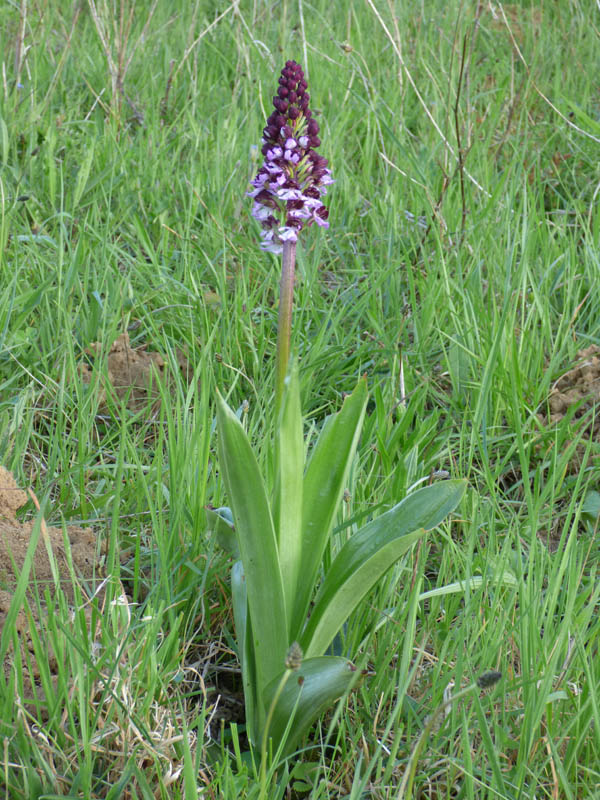 Orchis purpurea